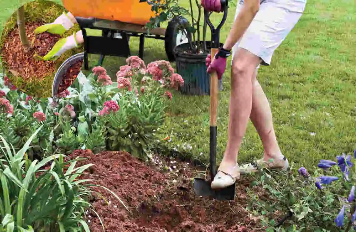 how far to plant crepe myrtle from house