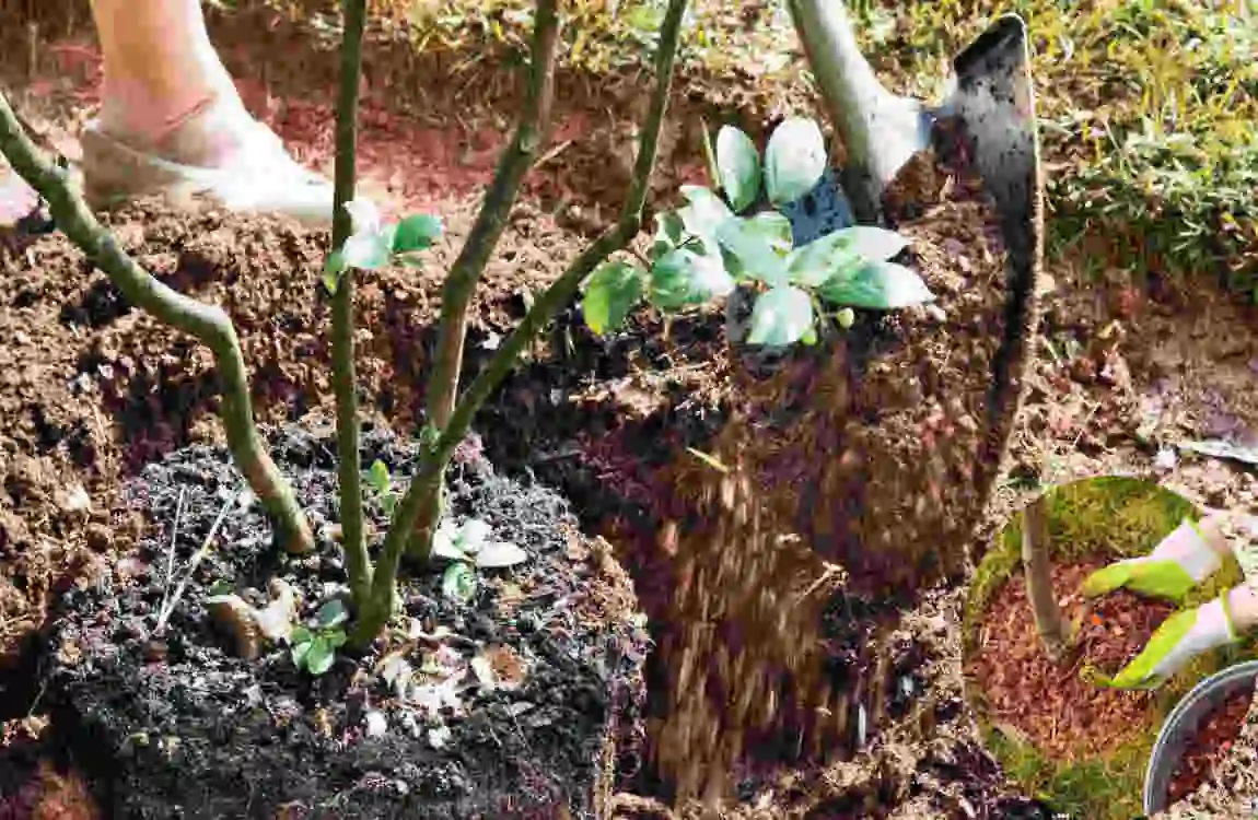 how far to plant crepe myrtle from house