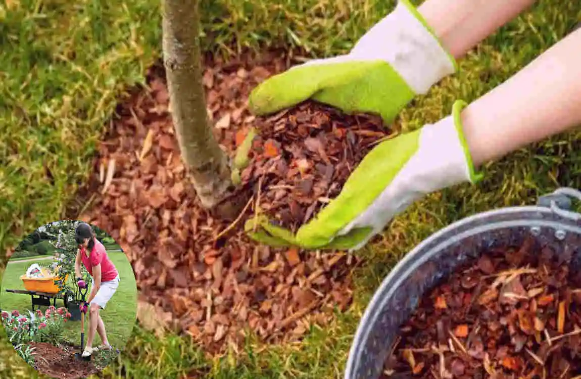 how far to plant crepe myrtle from house