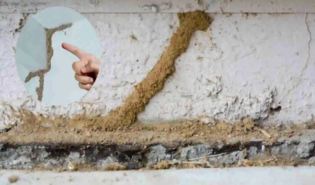 how to find termite nest in house