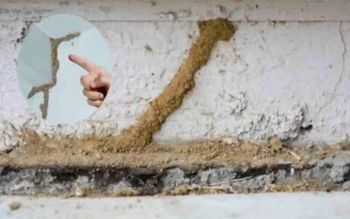 how to find termite nest in house