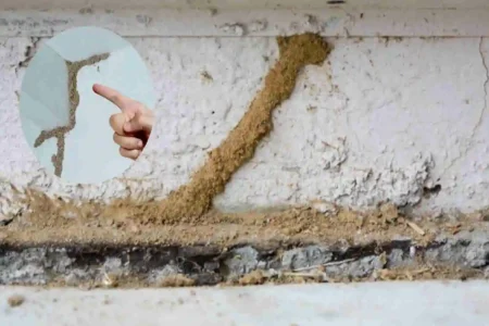 how to find termite nest in house