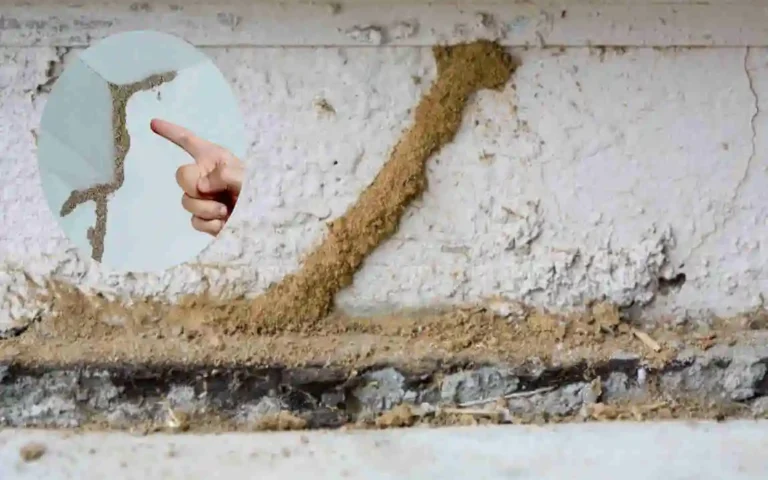 how to find termite nest in house
