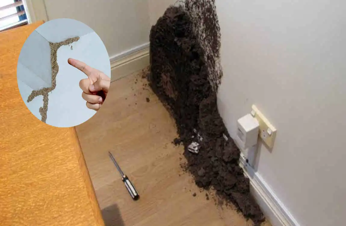 how to find termite nest in house