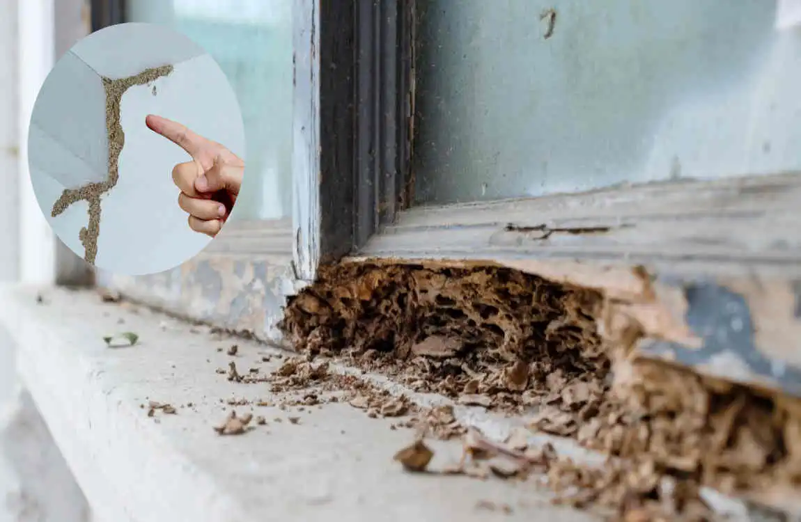 how to find termite nest in house