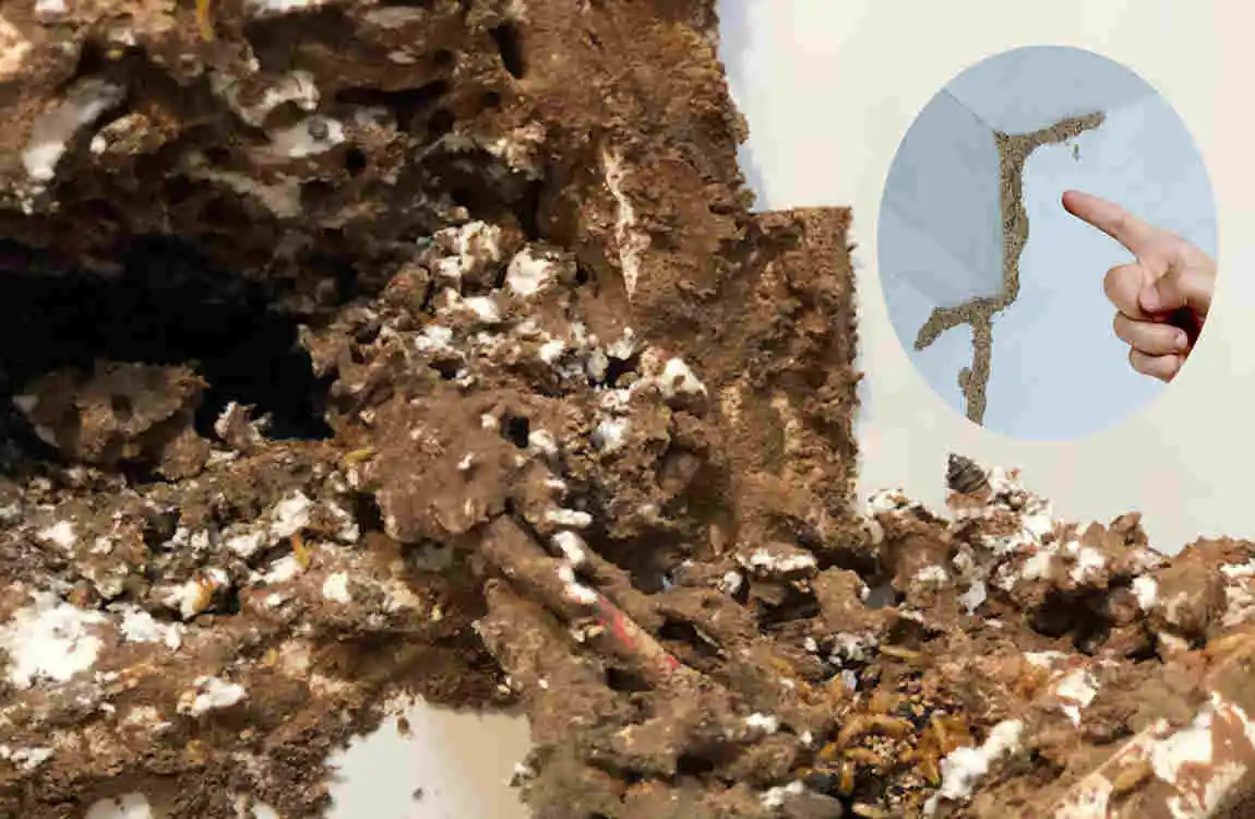 how to find termite nest in house