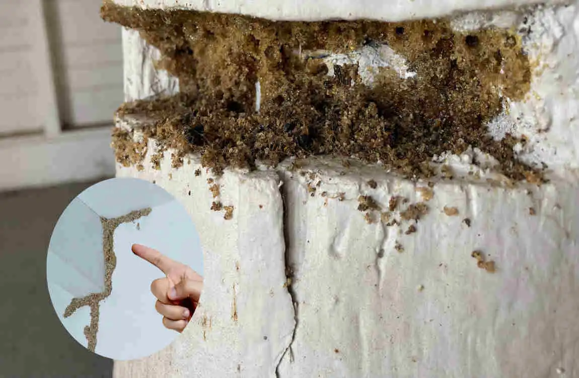 how to find termite nest in house
