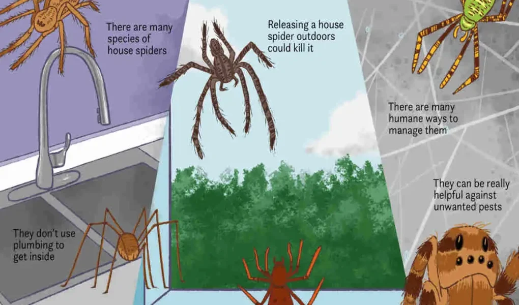 how long do spiders live in your house