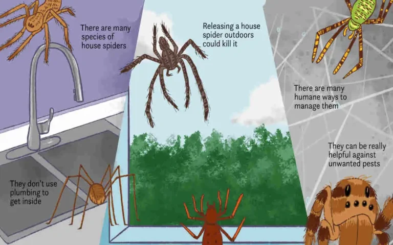 how long do spiders live in your house