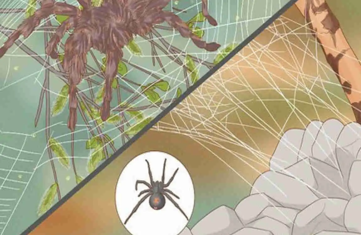 how long do spiders live in your house