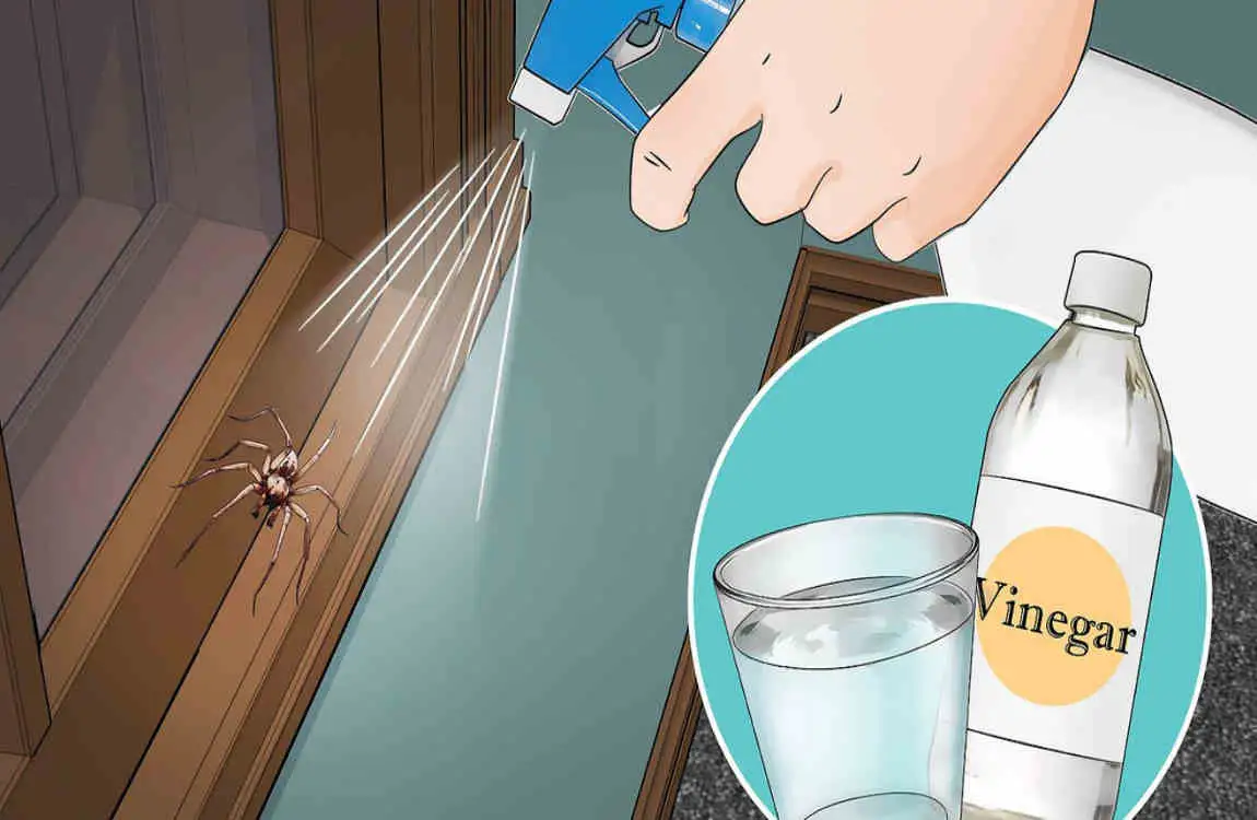 how long do spiders live in your house
