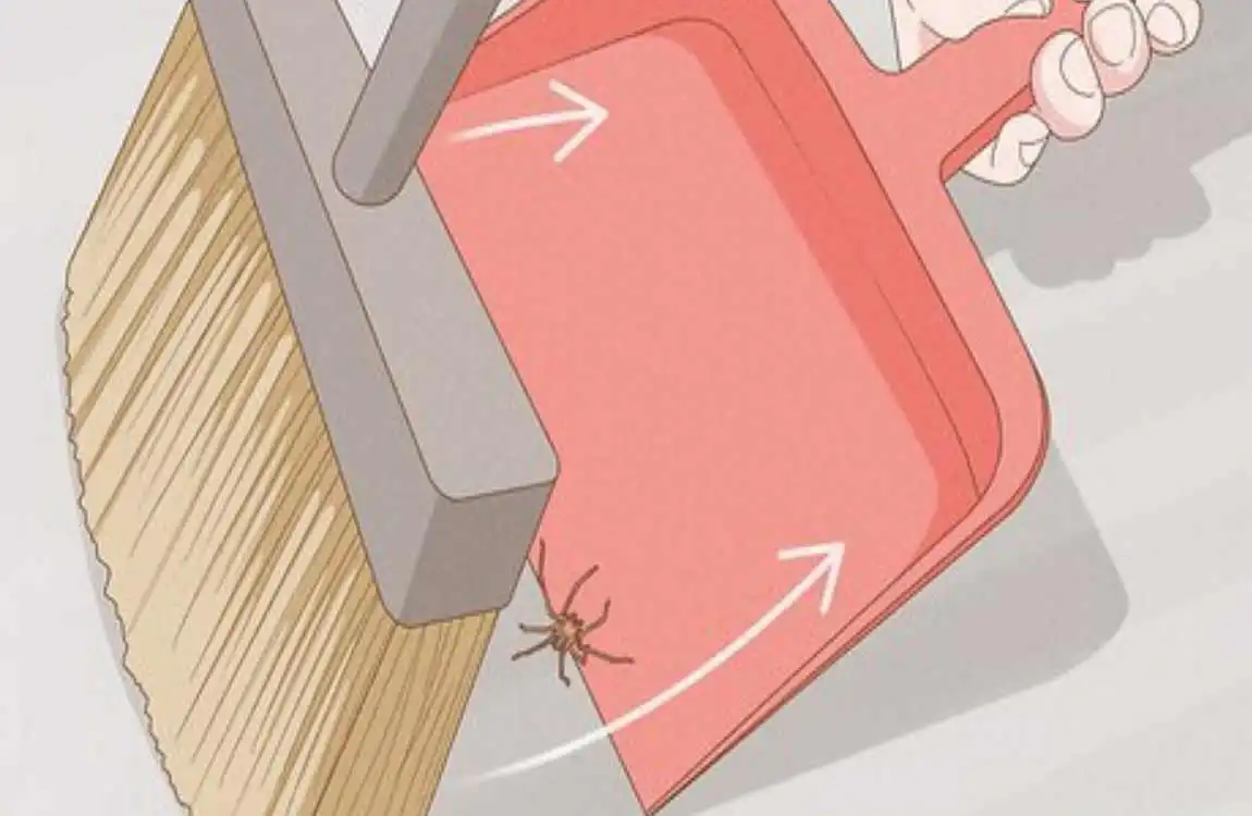 how long do spiders live in your house