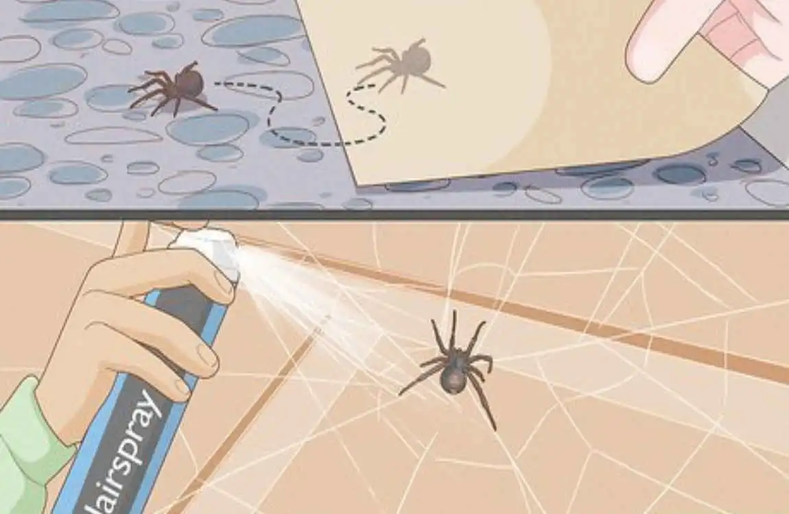 how long do spiders live in your house