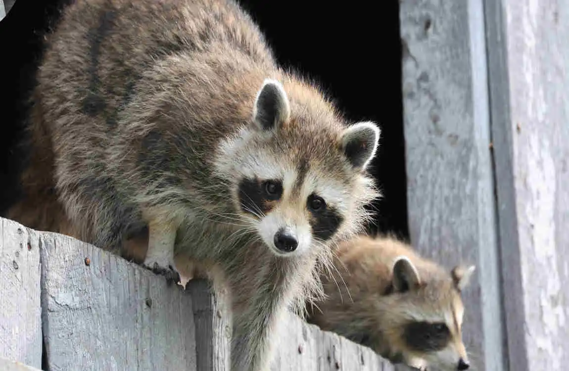 how to get raccoon out of house
