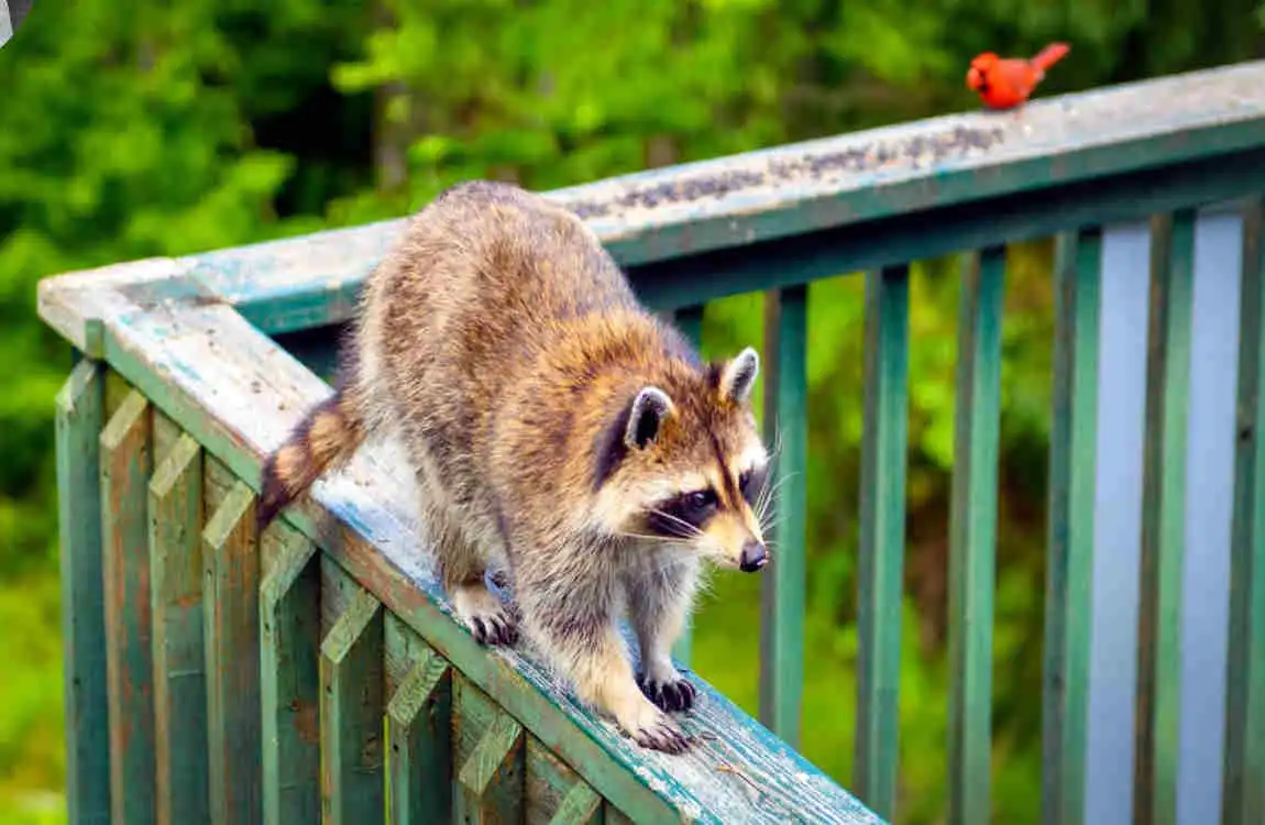 how to get raccoon out of house