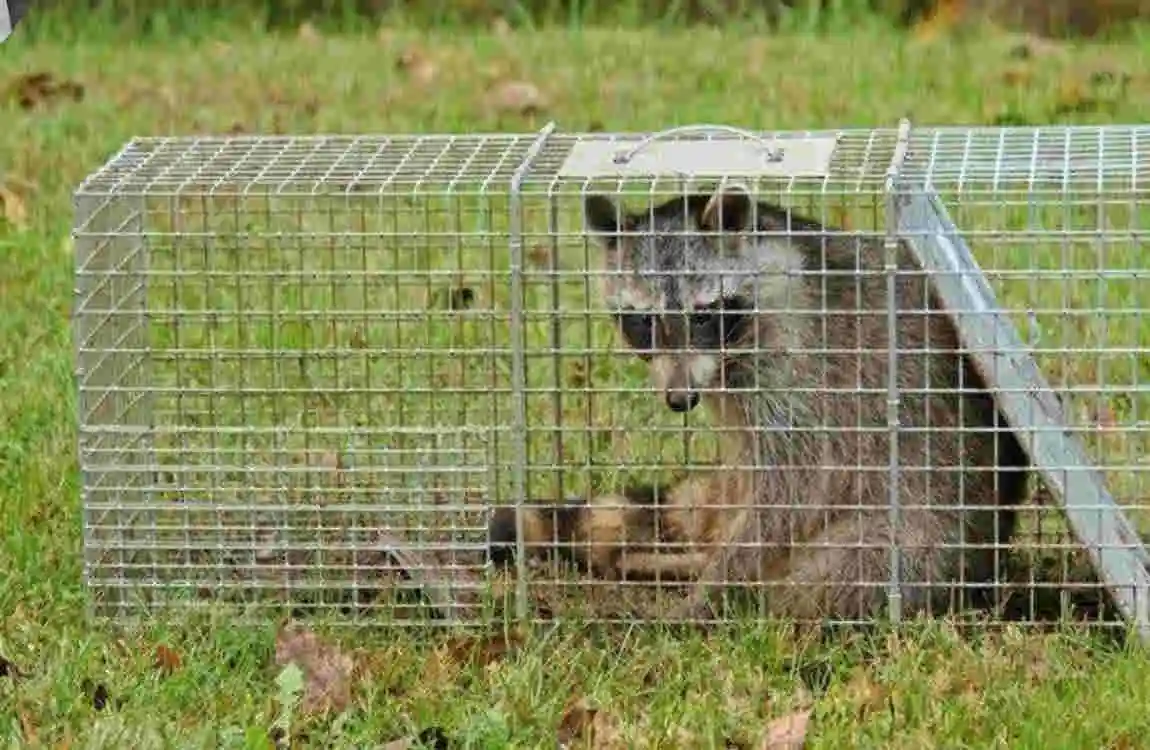 how to get raccoon out of house