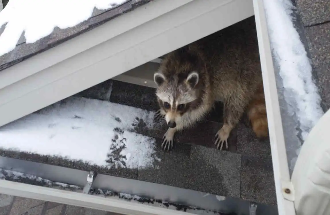 how to get raccoon out of house