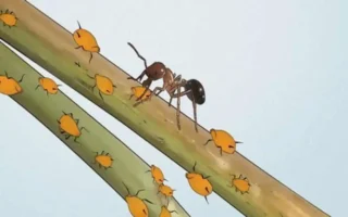 ants in house can't find source