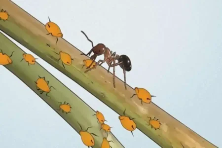 ants in house can't find source