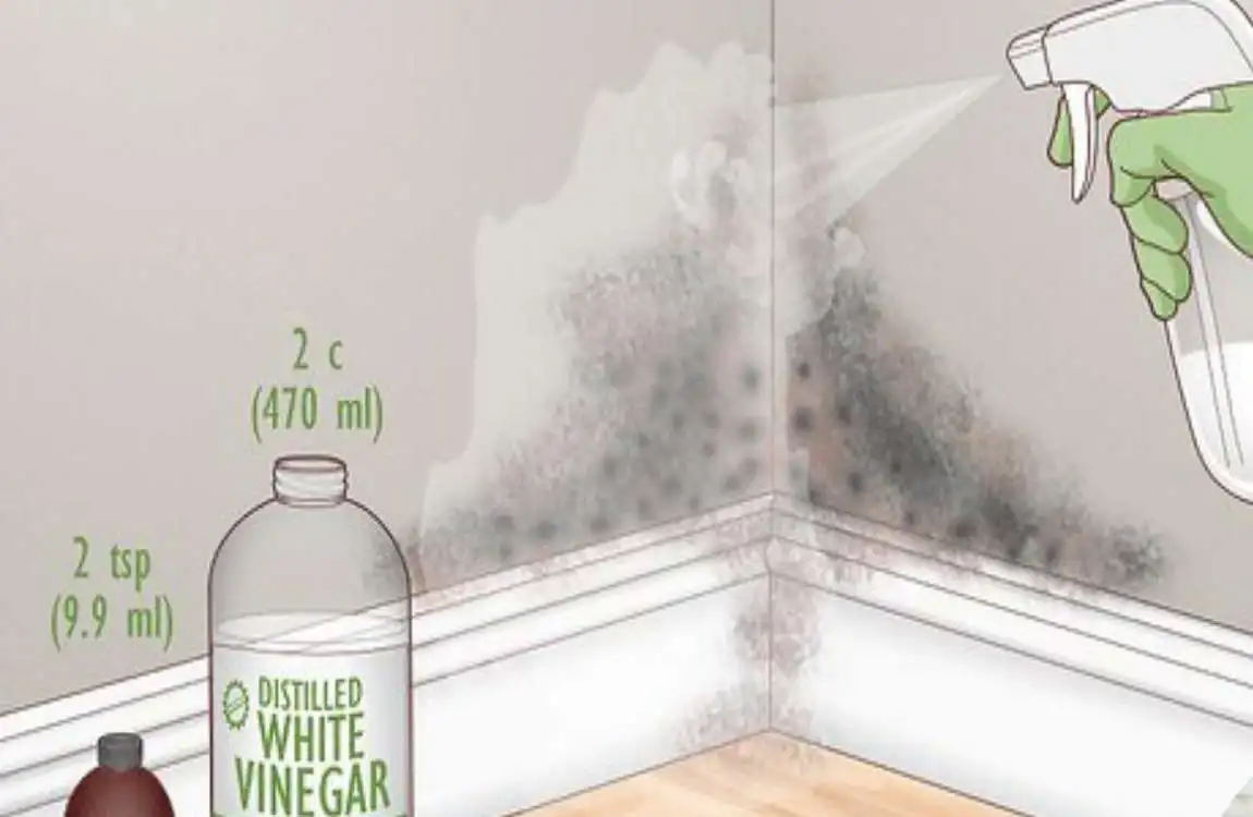 how to remove mold from house siding