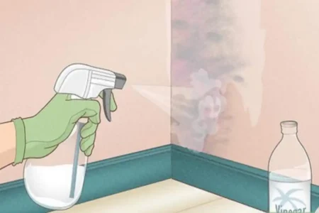 how to remove mold from house siding