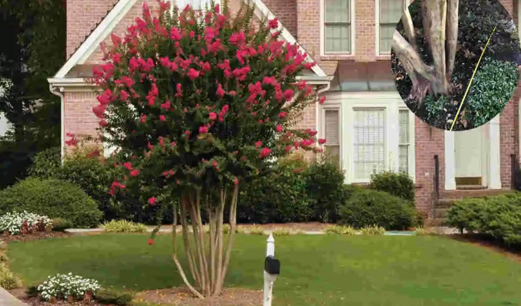 how far to plant crepe myrtle from house