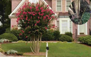 how far to plant crepe myrtle from house