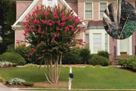 how far to plant crepe myrtle from house