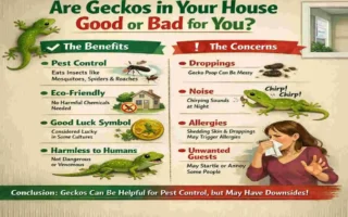 gecko in house good or bad