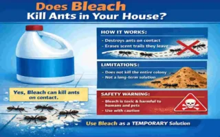 does bleach kill ants in house