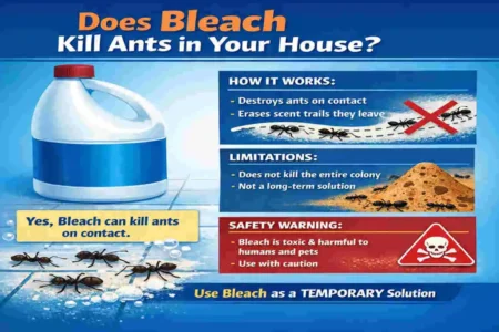 does bleach kill ants in house