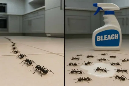does bleach kill ants in house