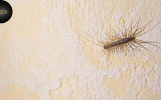 should i kill house centipede