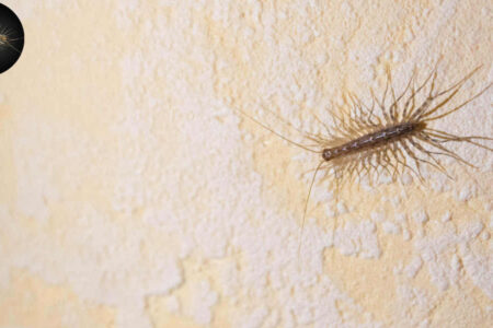 should i kill house centipede