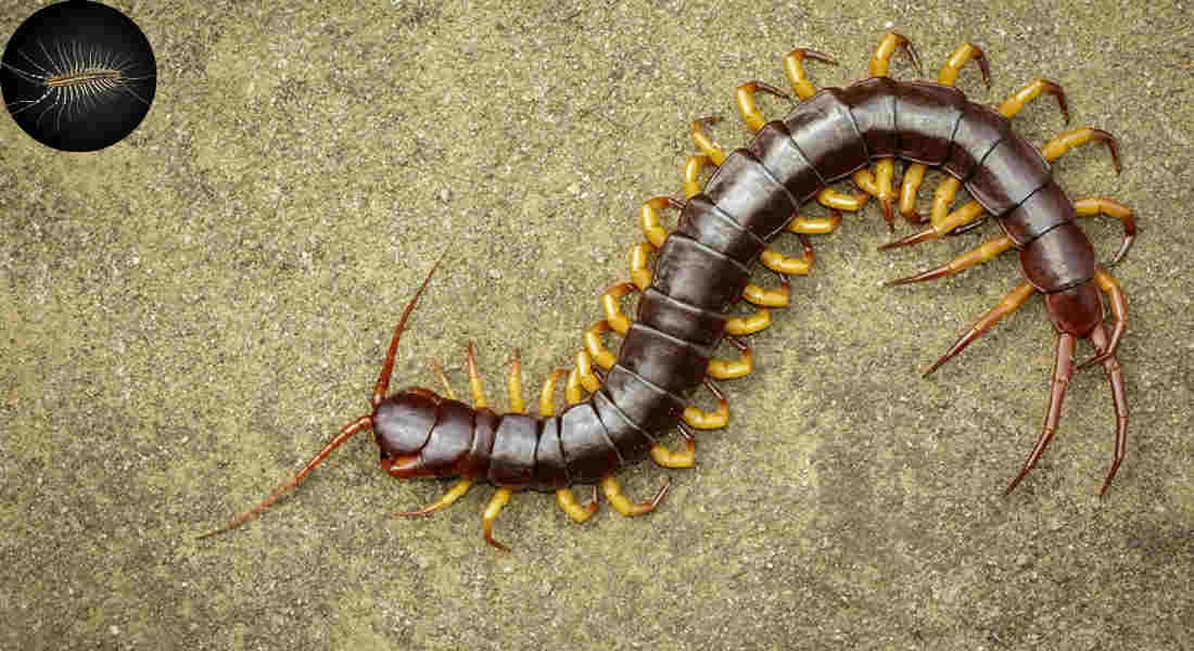should i kill house centipede