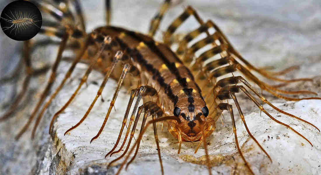 should i kill house centipede