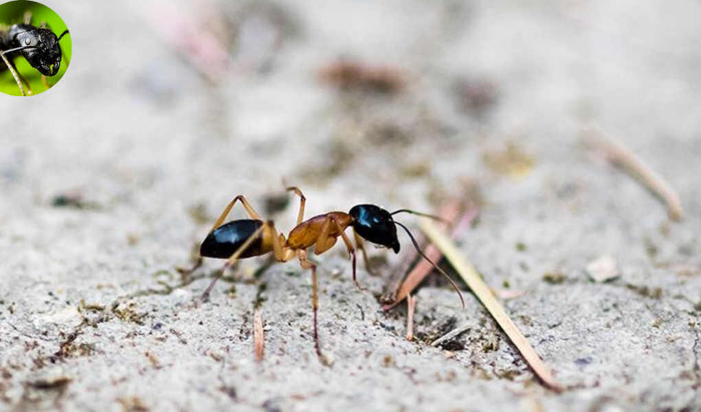 are house ants dangerous