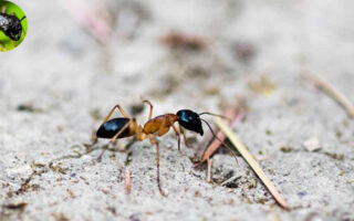 are house ants dangerous