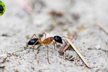 are house ants dangerous