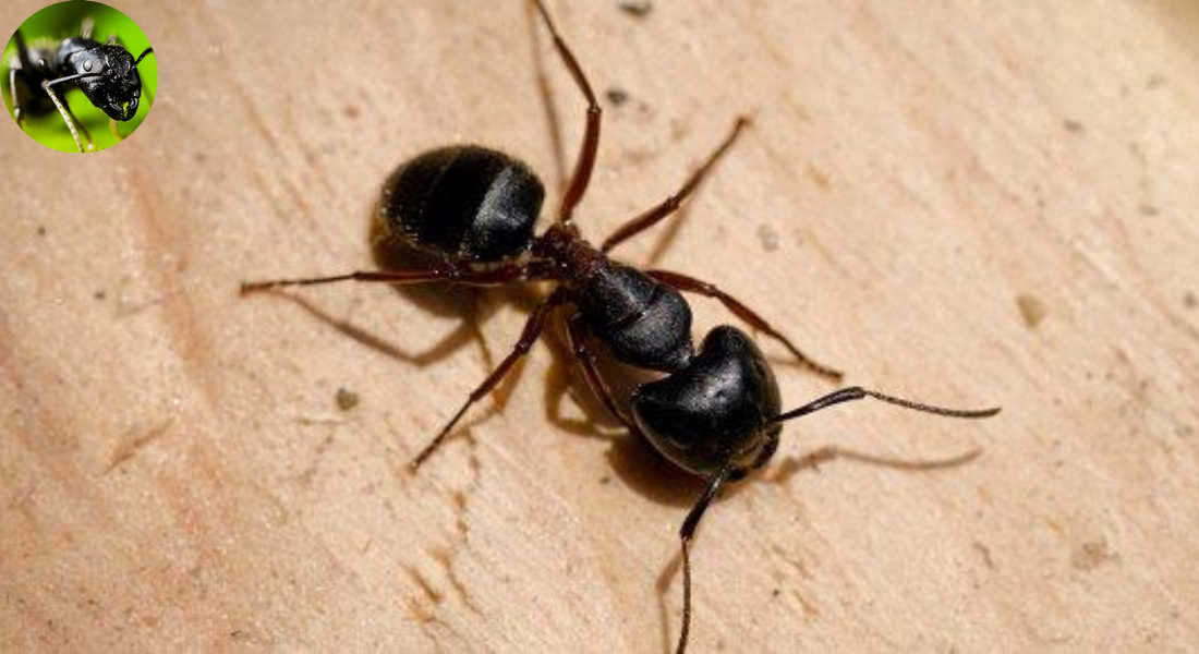 are house ants dangerous