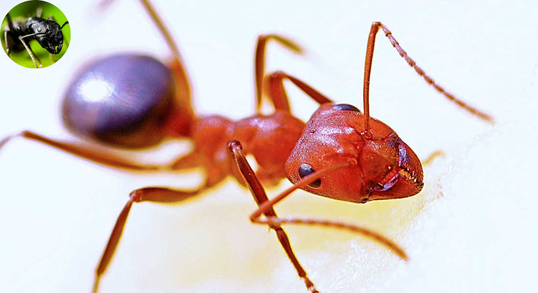 are house ants dangerous