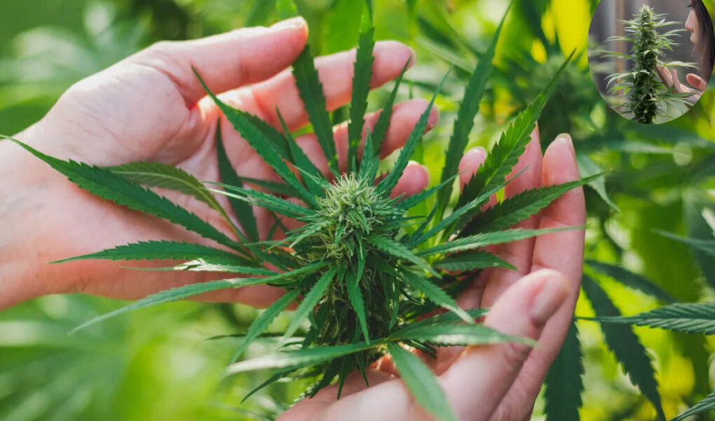 how to get rid of weed smell in house