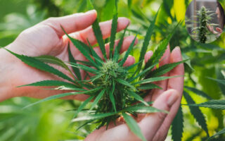 how to get rid of weed smell in house
