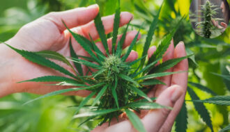 how to get rid of weed smell in house