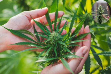 how to get rid of weed smell in house