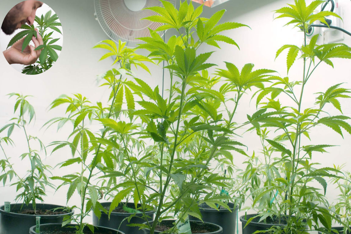 how to get rid of weed smell in house