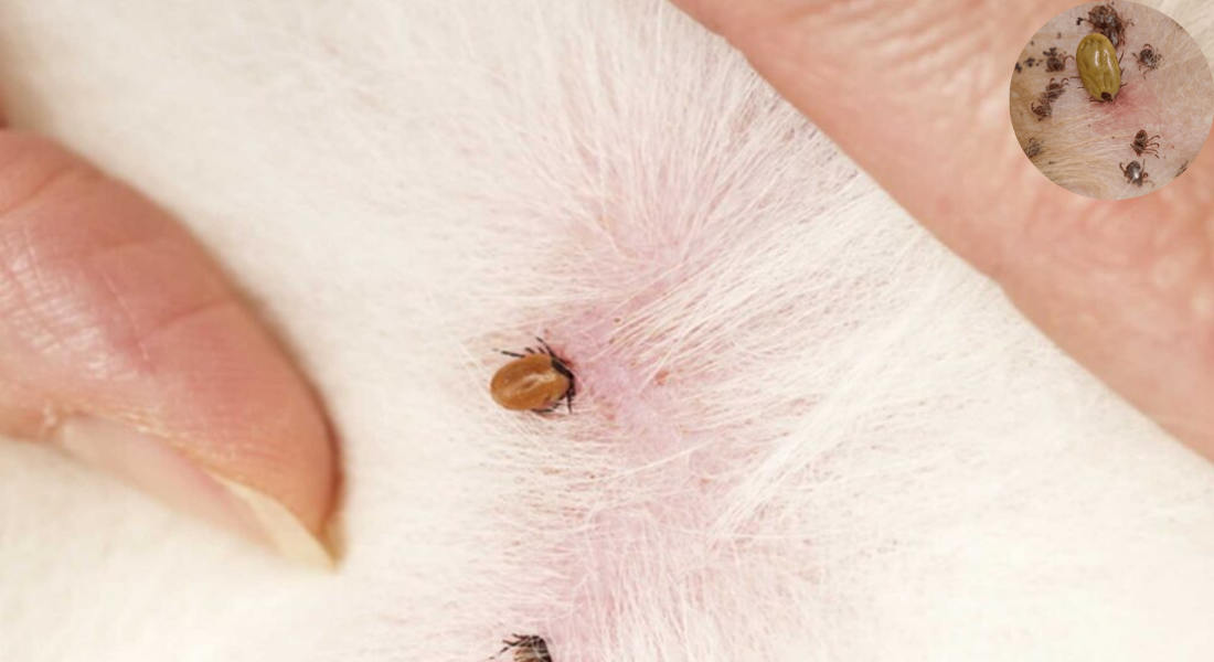 how long can ticks live in a house
