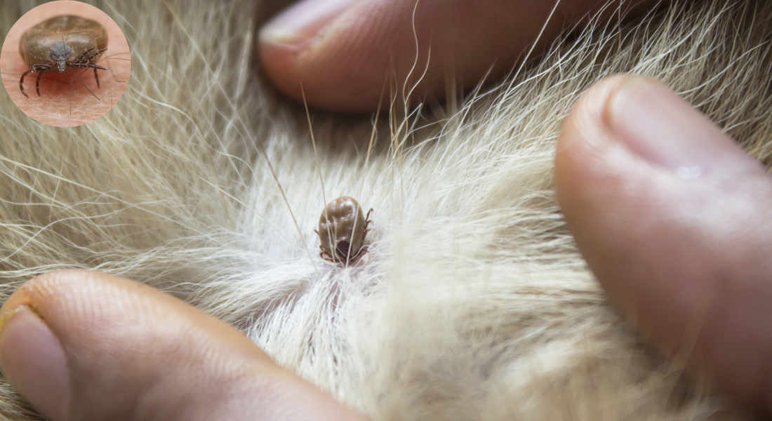 how long can ticks live in a house