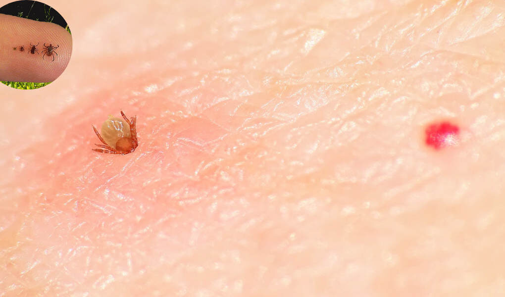 how long can ticks live in a house