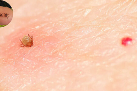 how long can ticks live in a house